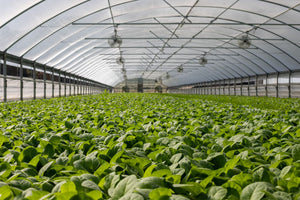 Morganics Regenerative System AG
